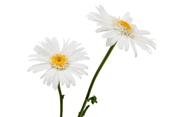 White daisy flower — Stock Photo, Image