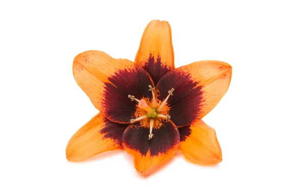 Krásné lilie, samostatný — Stock fotografie