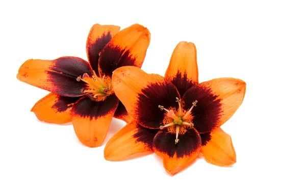 Beautiful lily isolated — Stock Photo, Image