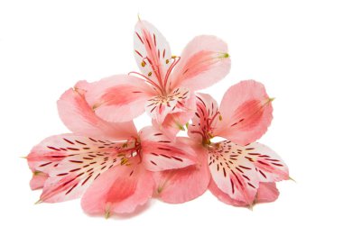izole alstroemeria çiçek 