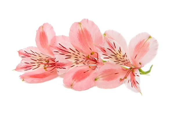 Elszigetelt Alstroemeria virág — Stock Fotó