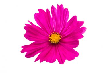 Evrenin izole çiçek 