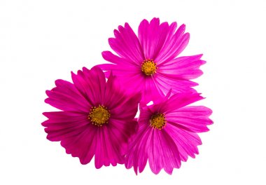 Evrenin izole çiçek 