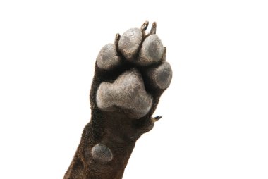 Kahverengi köpek korkunç 