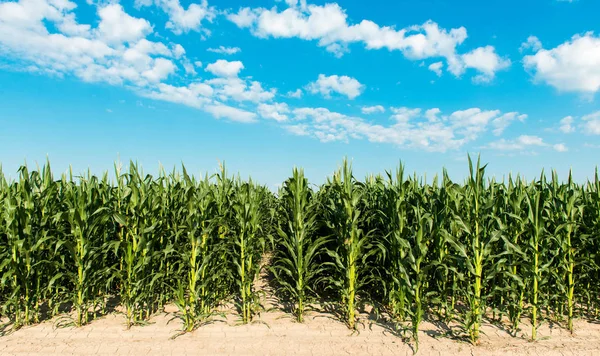 Feld mit Mais — Stockfoto