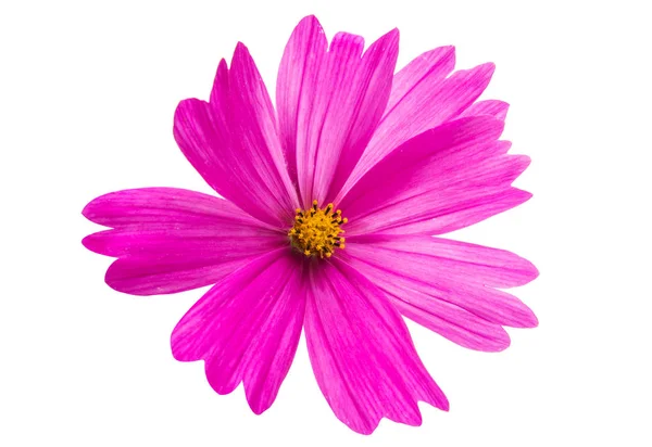 孤立的波斯菊的花语 — 图库照片