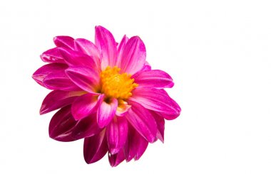 bir çiçek dahlia 