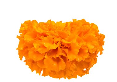 İzole güzel turuncu marigold çiçek 