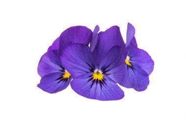 Hercai Menekşe çiçek izole 