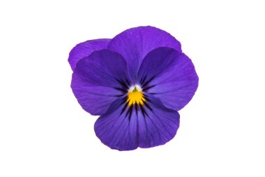 Hercai Menekşe çiçek izole 