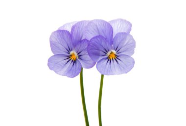 Hercai Menekşe çiçek izole 