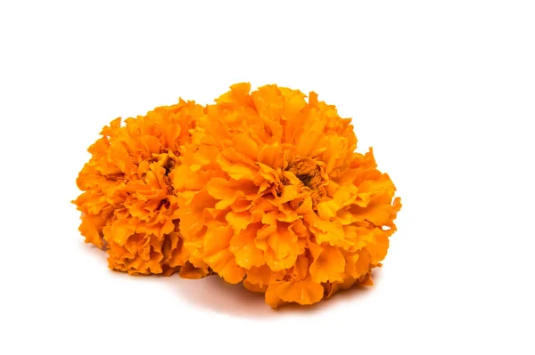 美丽的橙色万寿菊花孤立 — 图库照片