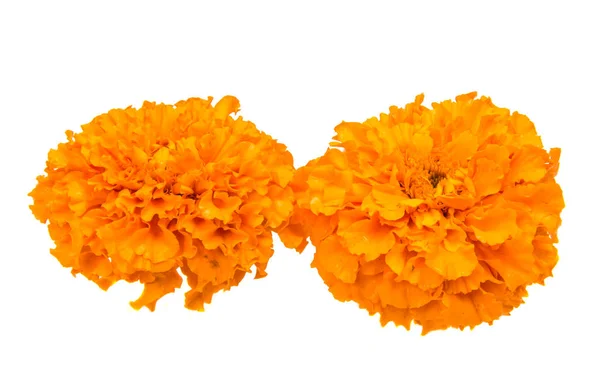 分離された美しいオレンジ色のマリーゴールドの花 — ストック写真