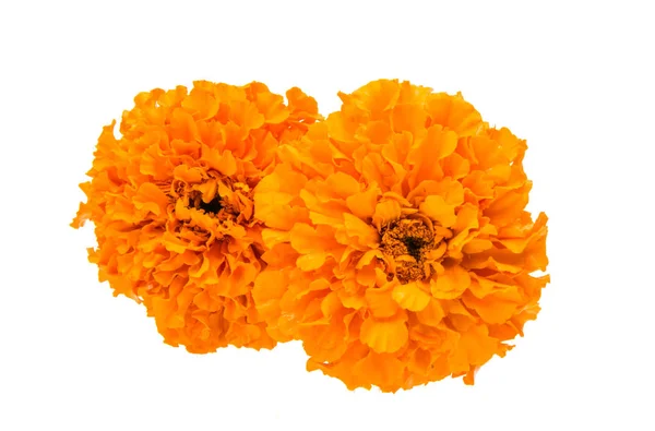 Bela flor de calêndula laranja isolada — Fotografia de Stock