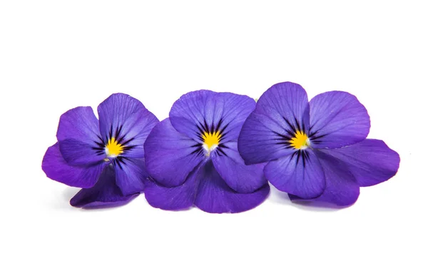 Penséer blommor isolerade — Stockfoto