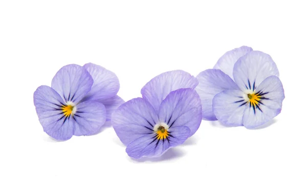 三色紫罗兰花孤立 — 图库照片