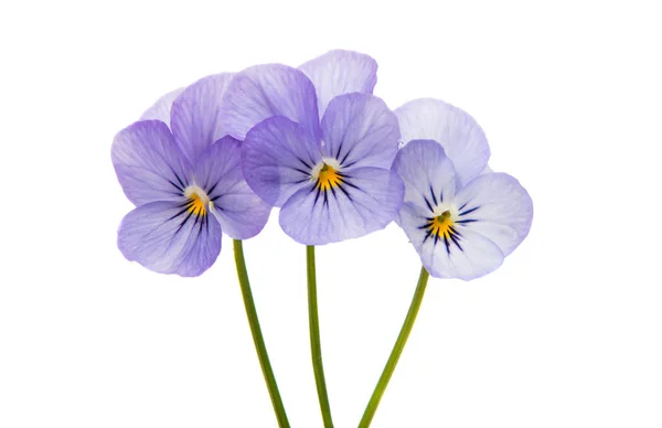 三色紫罗兰花孤立 — 图库照片