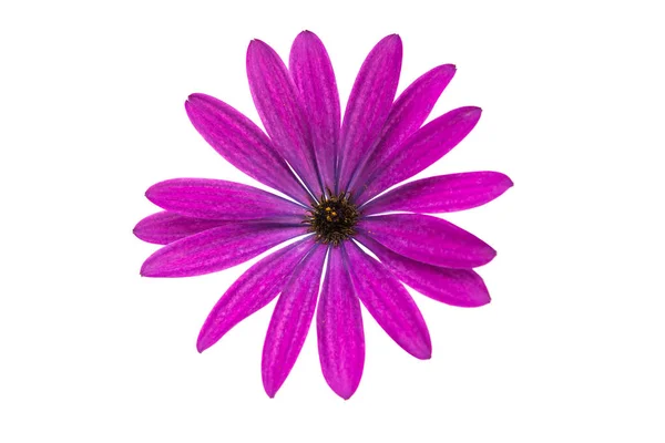 Osteospermum Daisy nebo mys sedmikráska květ — Stock fotografie