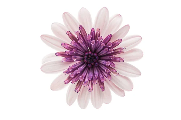 Osteospermum Daisy lub Przylądek stokrotka kwiat — Zdjęcie stockowe