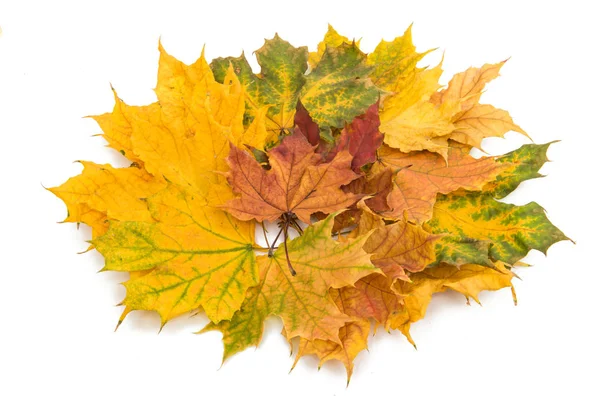 Φύλλα φθινόπωρο απομονωμένες — Φωτογραφία Αρχείου