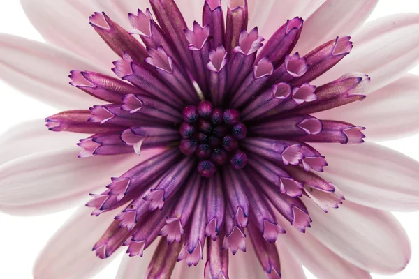 Osteospermum Margarida ou Flor de Margarida do Cabo — Fotografia de Stock