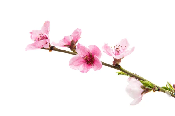 Pink peach blossom isolated — Stock Photo, Image