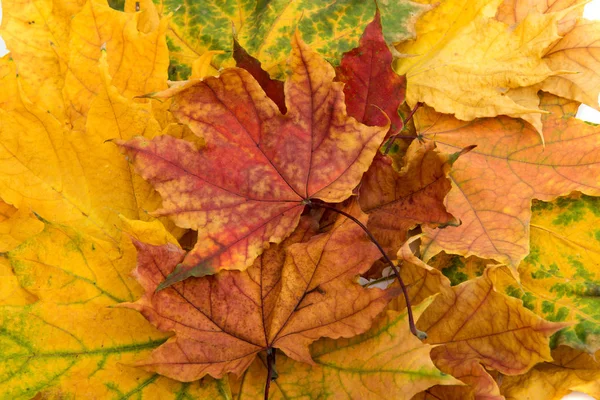 Hojas de otoño aisladas — Foto de Stock