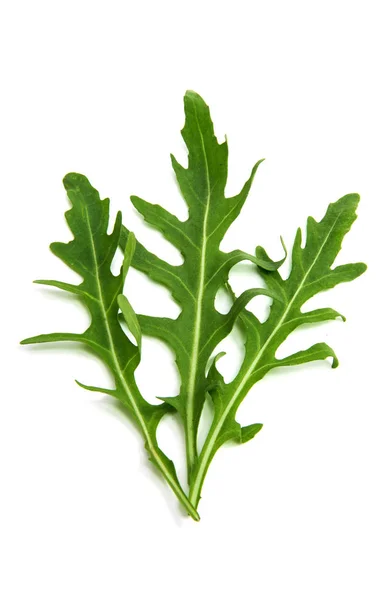 Bladen av rucola — Stockfoto