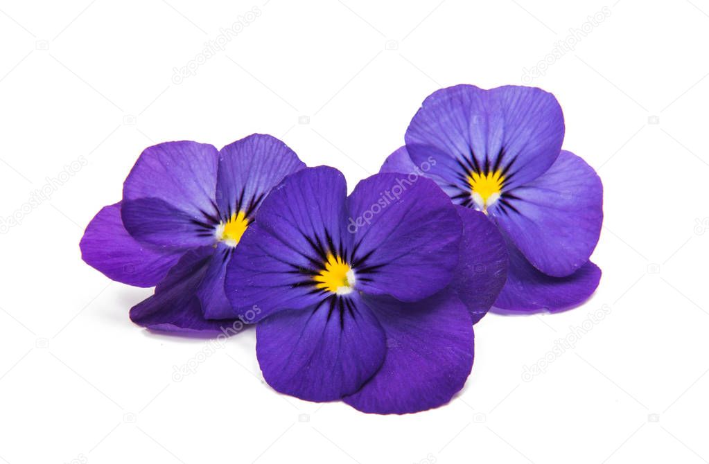 Pansies flowers isolated 