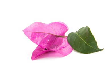 Bougainvillea çiçek izole 