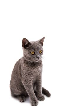 Gri kısa saç kedi izole İngiliz 