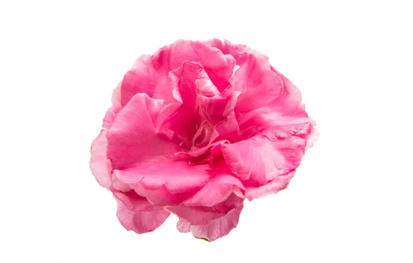 Rosa oleander isolerade — Stockfoto