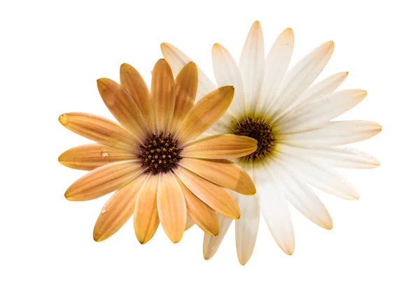 Osteosperumum Margarita de flores —  Fotos de Stock