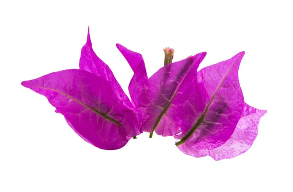 부겐빌레아 꽃 절연 — 스톡 사진