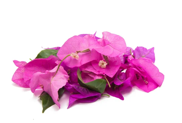 Flor de buganvilla aislada —  Fotos de Stock