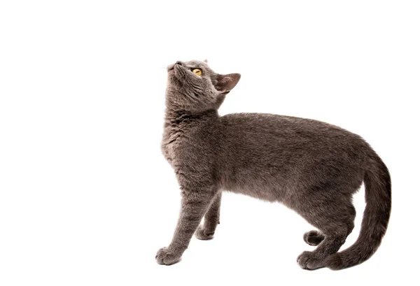 Šedá britská kočka krátké vlasy, samostatný — Stock fotografie
