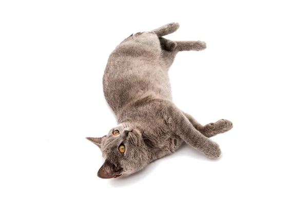 Cinza britânico gato de cabelo curto isolado — Fotografia de Stock
