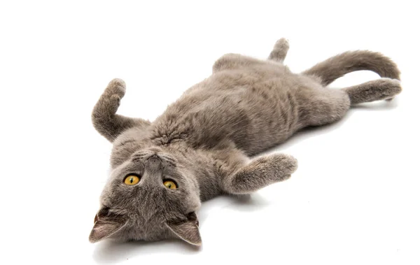 Сірий британський кіт коротке волосся ізольовані — стокове фото