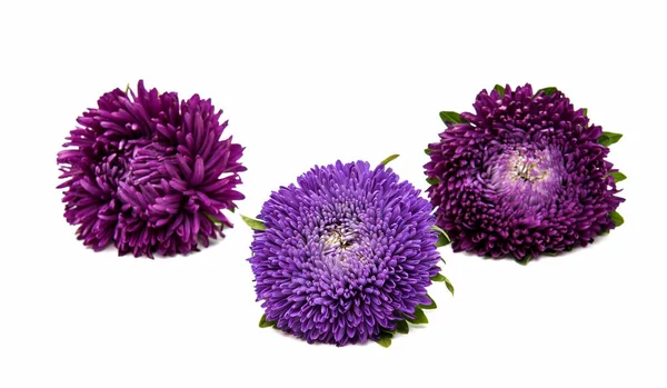 紫菀花隔离 — 图库照片
