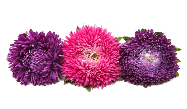 Aster blomma isolerade — Stockfoto