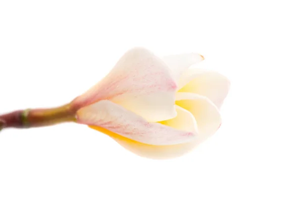 Frangipani fiore isolato — Foto Stock