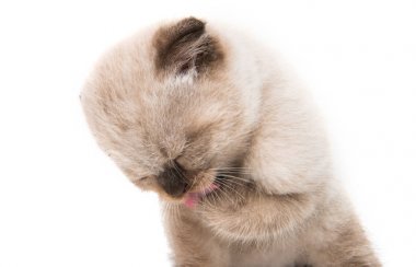 Gri lop-eared yavru kedi 