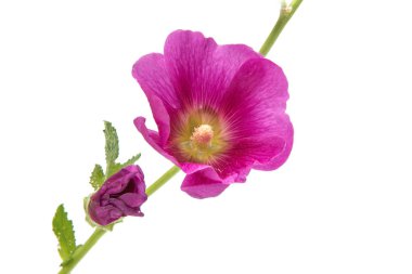 İzole çiçek leylak 