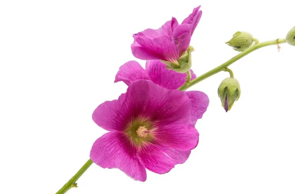 Flor lila aislada — Foto de Stock