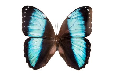 İzole tropikal kelebek 