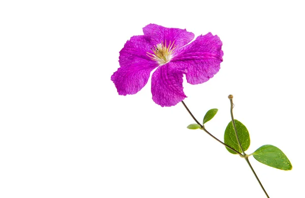 孤立的花丁香 — 图库照片
