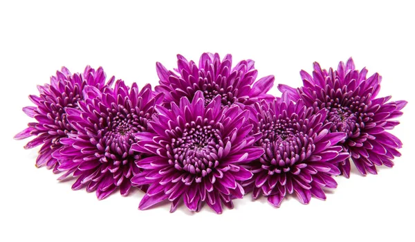 Izole Kasımpatı çiçeği — Stok fotoğraf