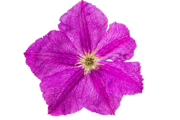 Fiore lilla isolato — Foto Stock