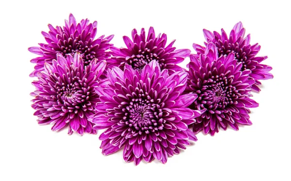 Květ chryzantémy, samostatný — Stock fotografie
