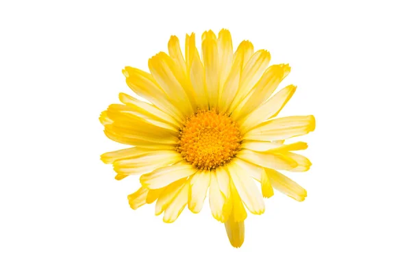 Flower of calendula isolated — Stock Photo, Image